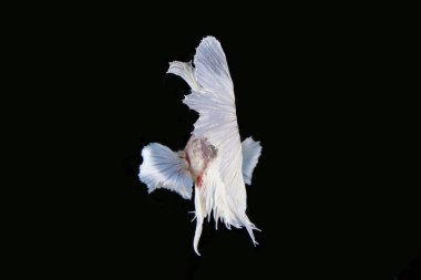 Renkli Beta savaşçı balığı 