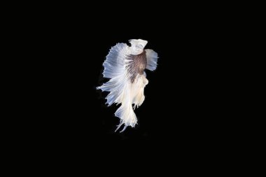 Renkli Beta savaşçı balığı 