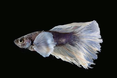 Renkli Beta savaşçı balığı 