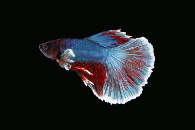 Renkli Beta savaşçı balığı 