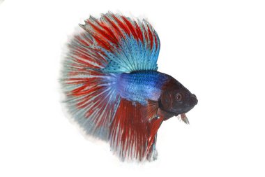 Renkli Beta savaşçı balığı 