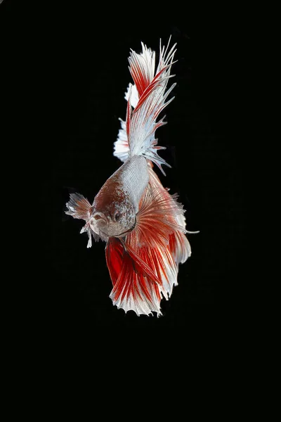 Colourful Beta fighter fish — 스톡 사진