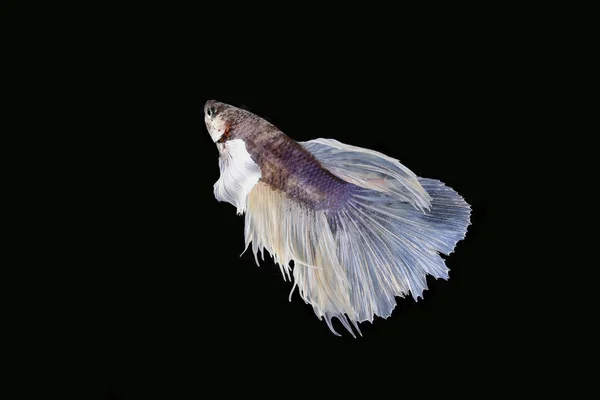Värikäs Beta-hävittäjäkala — kuvapankkivalokuva