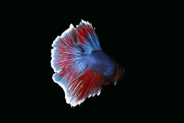 Colourful Beta fighter fish — Stock Photo, Image