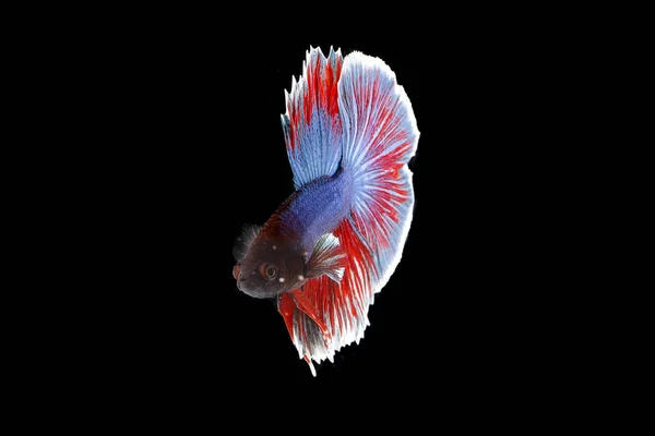 Colourful Beta fighter fish — Stock Photo, Image