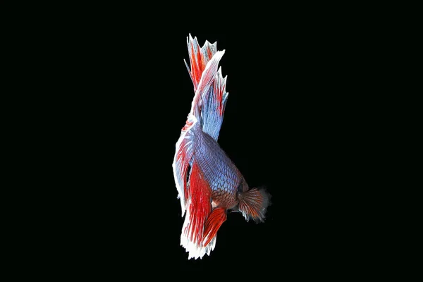 Peixes de caça Beta coloridos — Fotografia de Stock