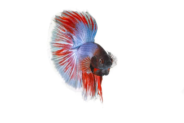 Färgglada Beta fighter fish — Stockfoto