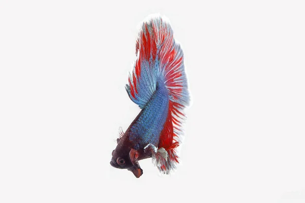 Colourful Beta fighter fish — Stock Photo, Image