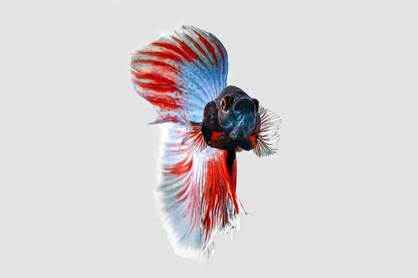 Colorido pez luchador Beta — Foto de Stock