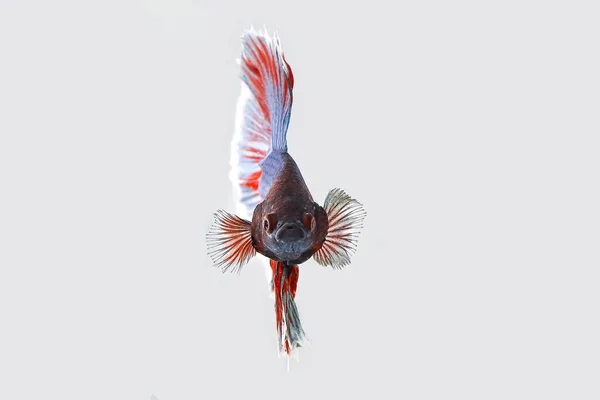 Kleurrijke Beta vechtvis — Stockfoto
