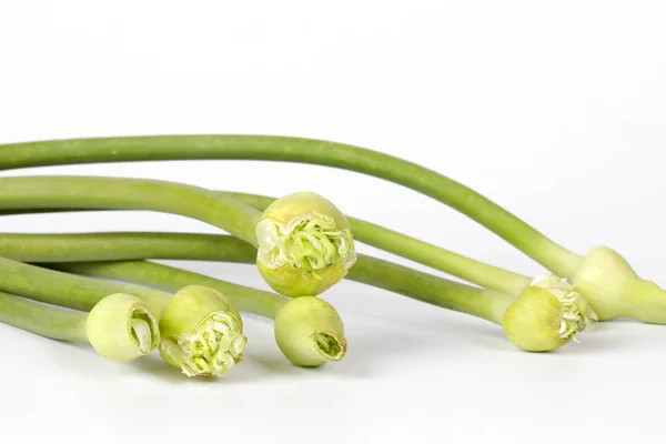 Gemme di fiore di aglio gambo verde su sfondo bianco — Foto Stock