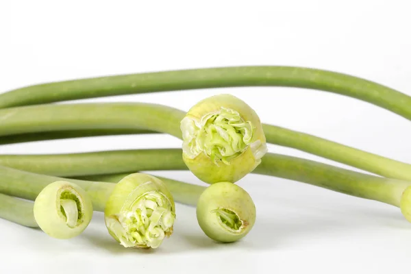 Gemme di fiore di aglio gambo verde su sfondo bianco — Foto Stock