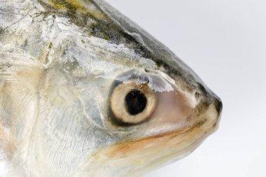 Beyaz arka planda Tenualosa ilisha hilsa ringa terbuk balığı 