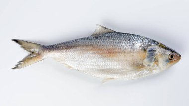 Beyaz arka planda Tenualosa ilisha hilsa ringa terbuk balığı 