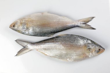 Beyaz arka planda Tenualosa ilisha hilsa ringa terbuk balığı 