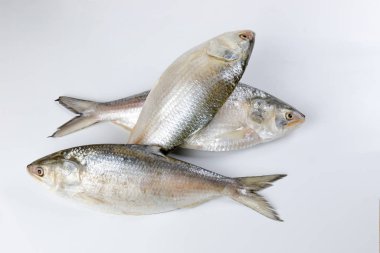 Beyaz arka planda Tenualosa ilisha hilsa ringa terbuk balığı 