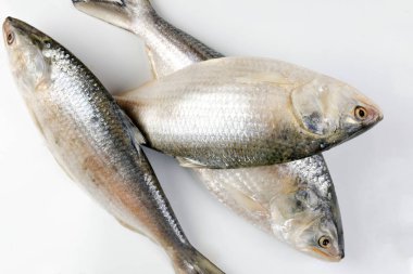 Beyaz arka planda Tenualosa ilisha hilsa ringa terbuk balığı 