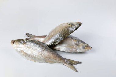 Beyaz arka planda Tenualosa ilisha hilsa ringa terbuk balığı 