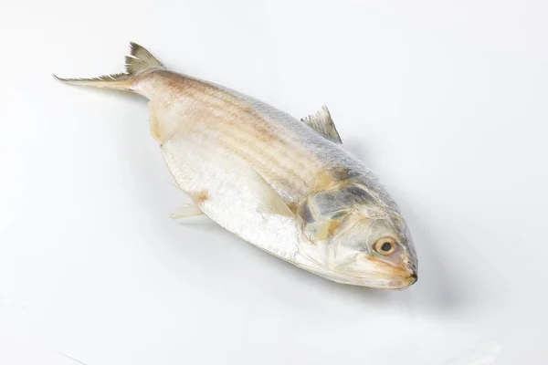Tenualosa ilisha hilsa pesce terbuk aringa su sfondo bianco — Foto Stock