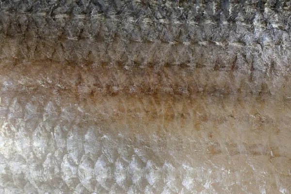 Tenualosa ilisha hilsa arenque terbuk pescado sobre fondo blanco — Foto de Stock