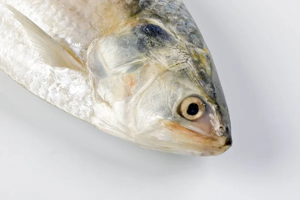 Tenualosa ilisha hilsa sill terbuk fisk på vit bakgrund — Stockfoto