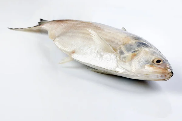 テヌロサ・イリシャ・ヒルサ・ニシン｜terboku fish on white background — ストック写真