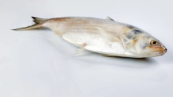 Tenualosa ilisha hilsa śledź terbuk ryb na białym tle — Zdjęcie stockowe