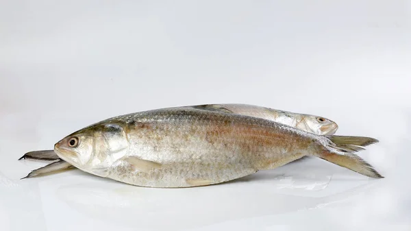 Tenualosa ilisha hilsa pesce terbuk aringa su sfondo bianco — Foto Stock