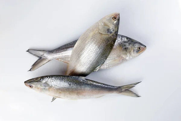 Tenualosa ilisha hilsa sleď obecný terbuk ryby na bílém pozadí — Stock fotografie