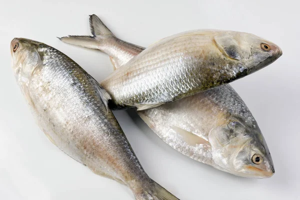 Tenualosa ilisha hilsa sleď obecný terbuk ryby na bílém pozadí — Stock fotografie