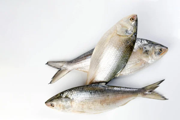 Tenualosa ilisha hilsa sleď obecný terbuk ryby na bílém pozadí — Stock fotografie
