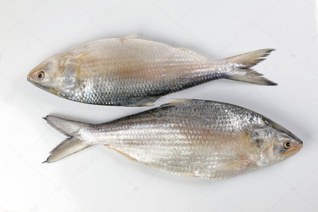 Tenualosa ilisha  hilsa herring terbuk fish on white background 