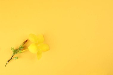 Sarı kağıt arkaplanda sarı allamanda çan çiçeği metin yer minimalist kavramı kopyalar