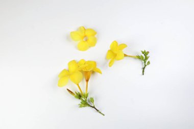 Beyaz arka planda sarı allamanda çan çiçeği metin alan minimalist kavramı kopyalar