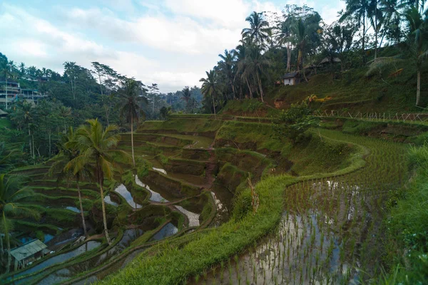 Rizs terasz nyáron, Bali, Indonézia — Stock Fotó