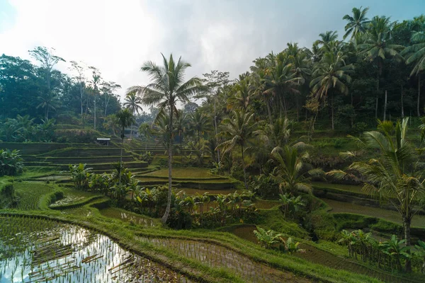 Pirinç Teras yaz, Bali, Endonezya — Stok fotoğraf