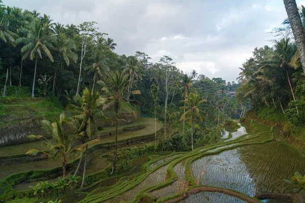 Ris terrass på sommaren, Bali, Indonesien — Stockfoto