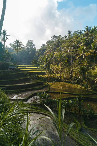 Pirinç Teras yaz, Bali, Endonezya — Stok fotoğraf