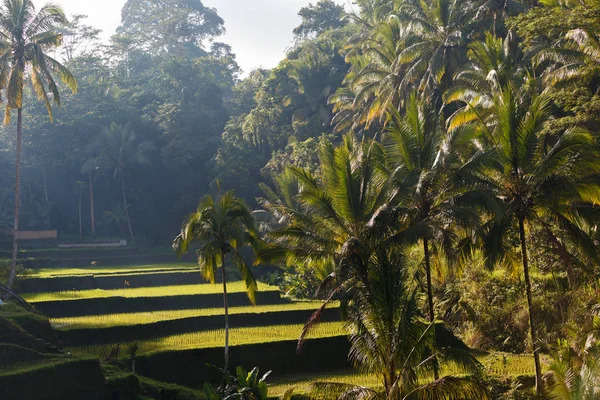 Pirinç Teras yaz, Bali, Endonezya — Stok fotoğraf