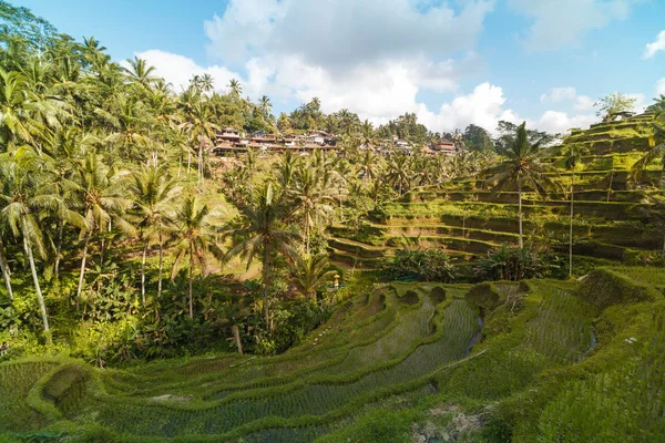 Pirinç Teras yaz, Bali, Endonezya — Stok fotoğraf