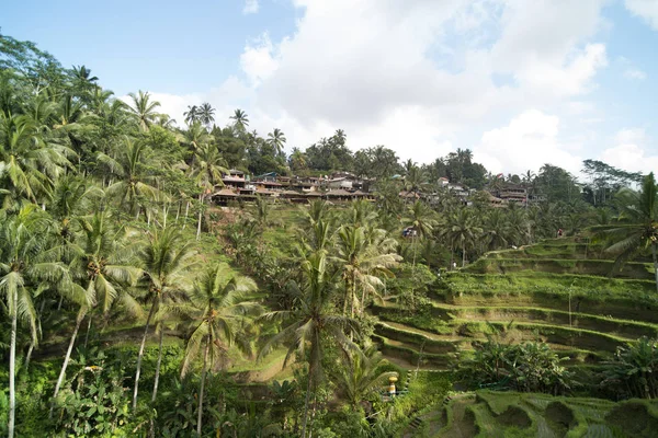 Tarasach latem, Bali, Indonezja — Zdjęcie stockowe