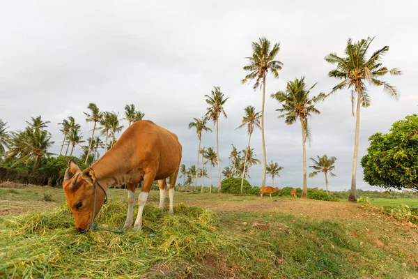 Denize sıfır, Bali alanlardaki inekler