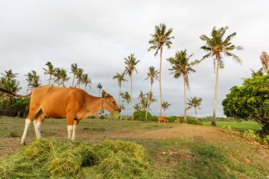 Denize sıfır, Bali alanlardaki inekler