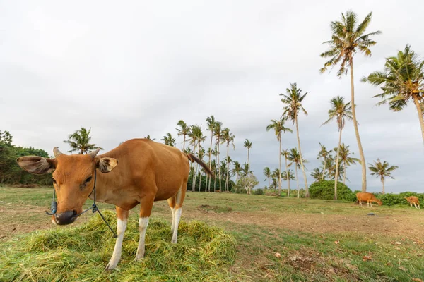Denize sıfır, Bali alanlardaki inekler