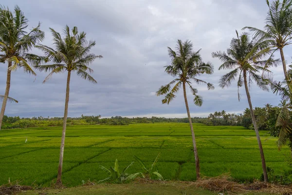 Pól ryżowych bali Indonezja — Zdjęcie stockowe