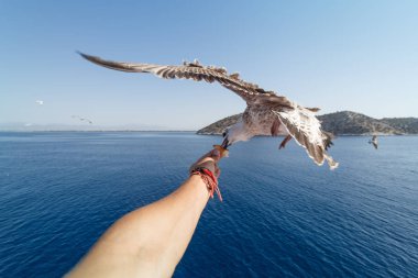 Yemeğini bir eldeki yakalamak martı