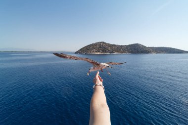 El bir martı besleme