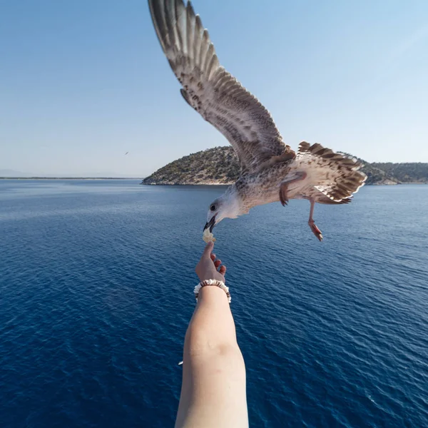 Yemeğini bir eldeki yakalamak martı