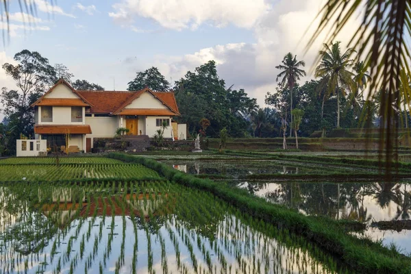 Yeşil artış alanları manzaralı güzel manzara. Bali, Endonezya. — Stok fotoğraf