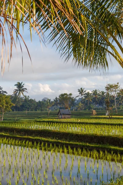 Şafakta, Endonezya pirinç Teras alanları. Yumuşak odak yatay, sabah ışık palmiye ağaçları. Gündoğumu zaman Bali — Stok fotoğraf